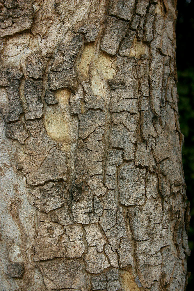 Philenoptera violacea Philenoptera violacea