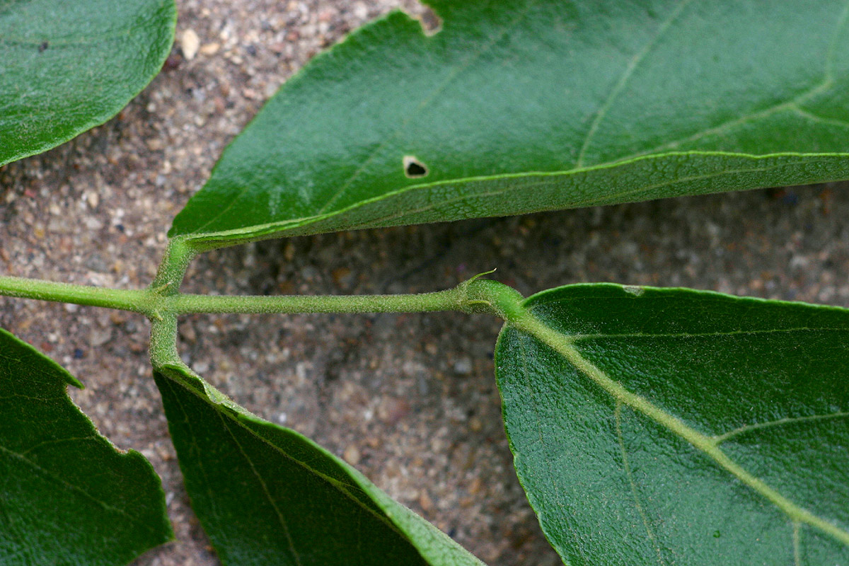 Philenoptera violacea