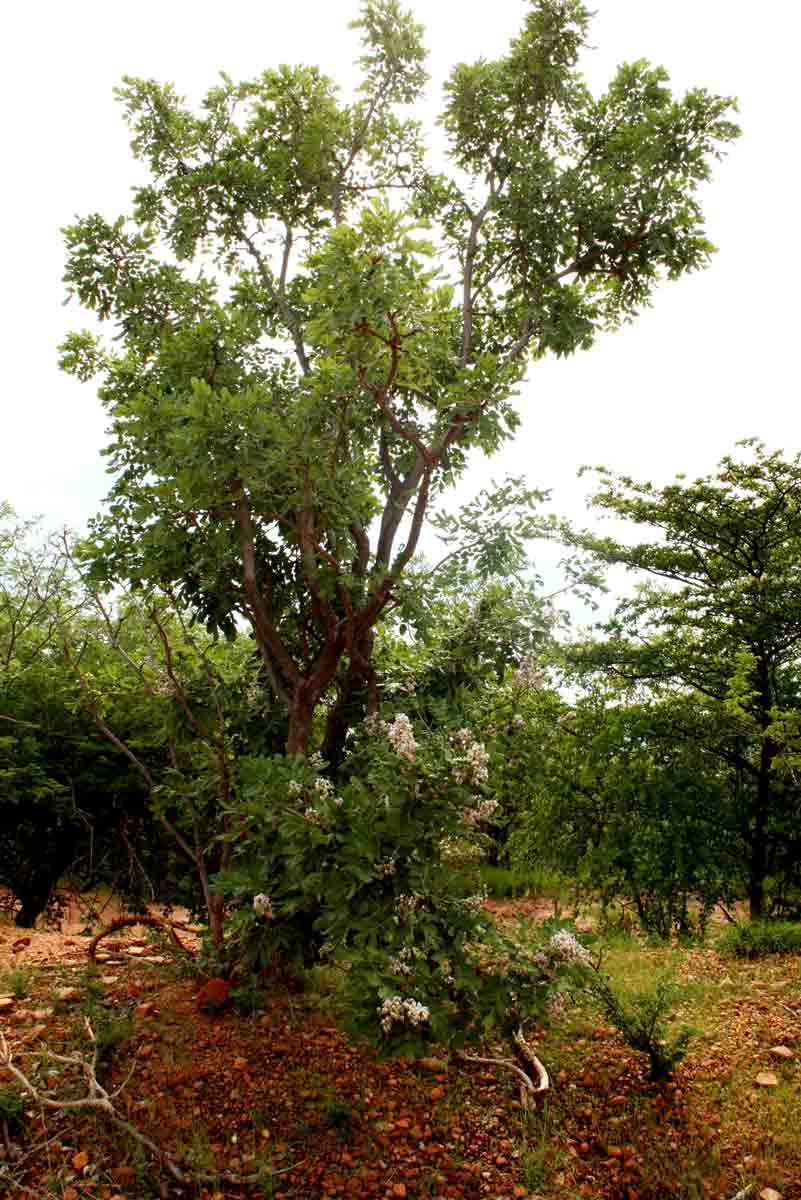 Philenoptera wankieënsis