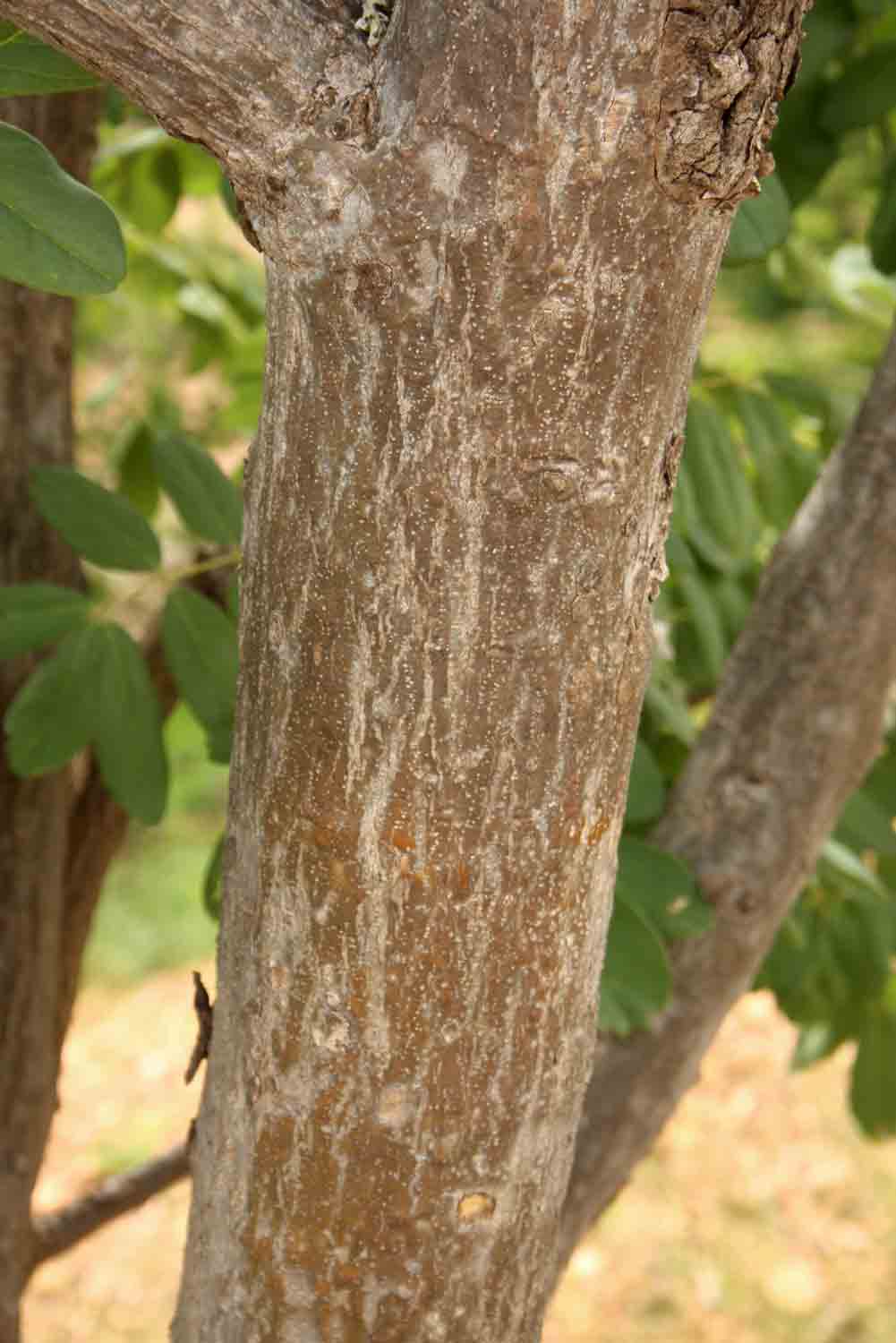 Philenoptera wankieënsis