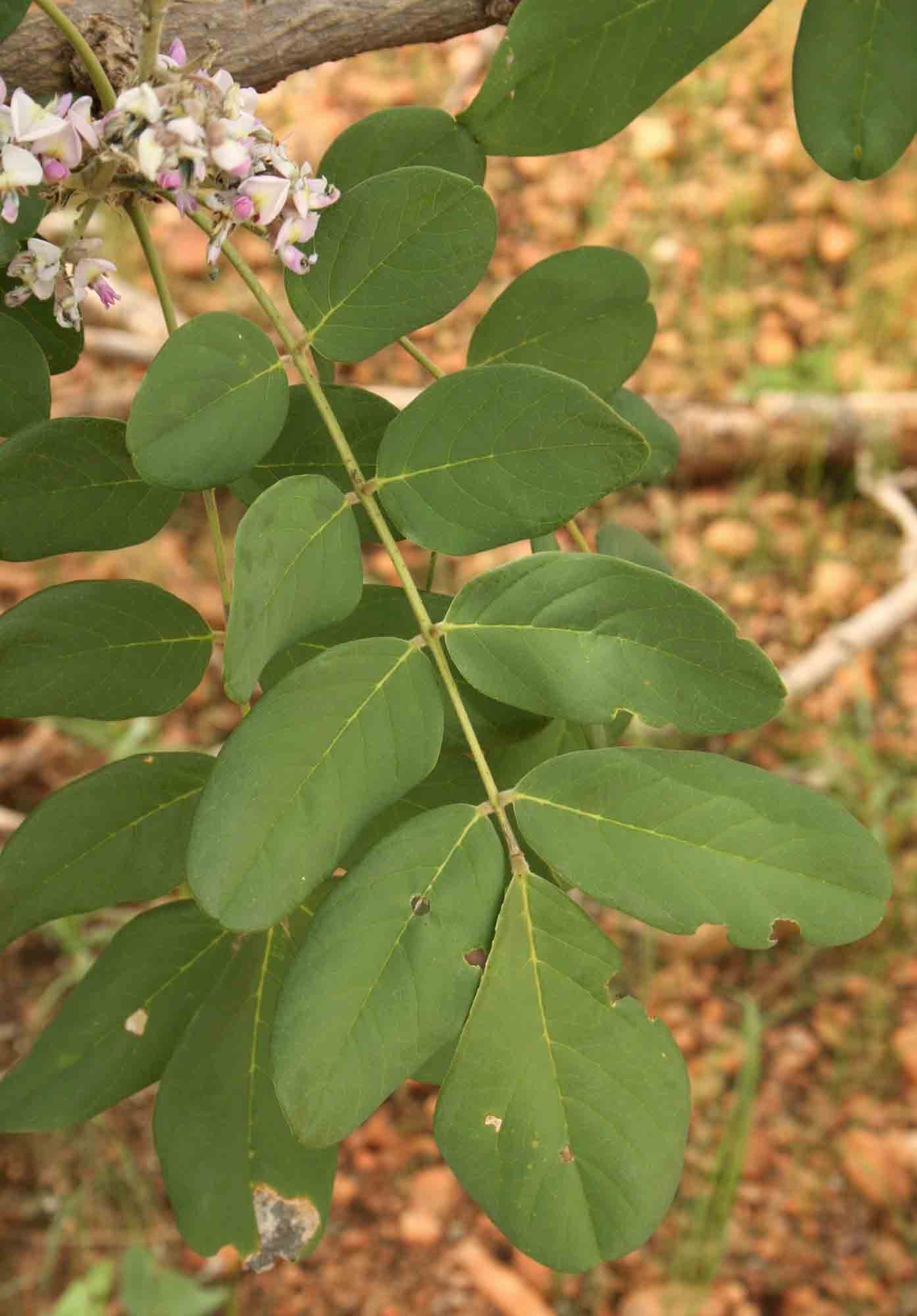 Philenoptera wankieënsis
