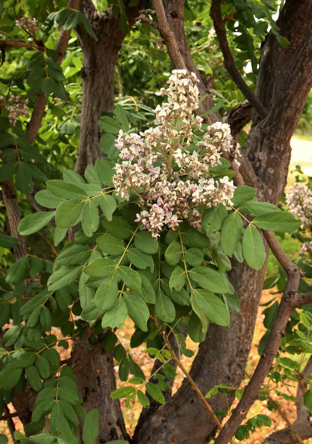 Philenoptera wankieënsis