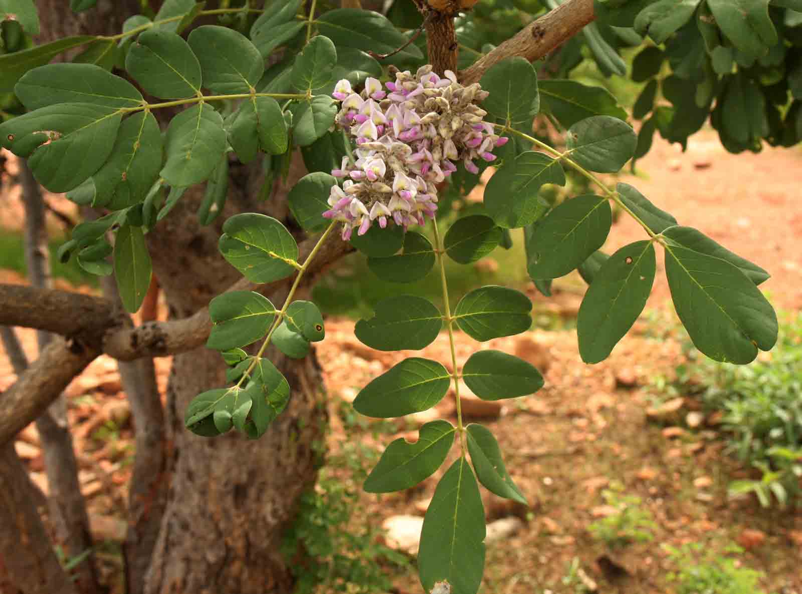 Philenoptera wankieënsis