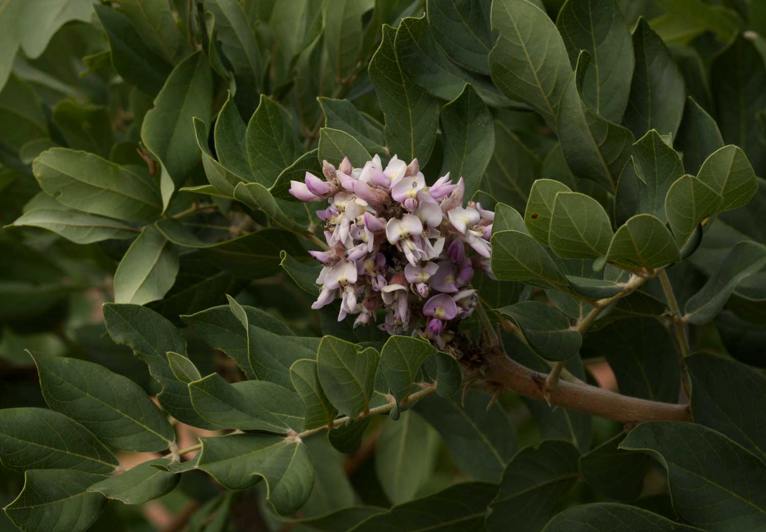 Philenoptera wankieënsis Philenoptera wankieënsis