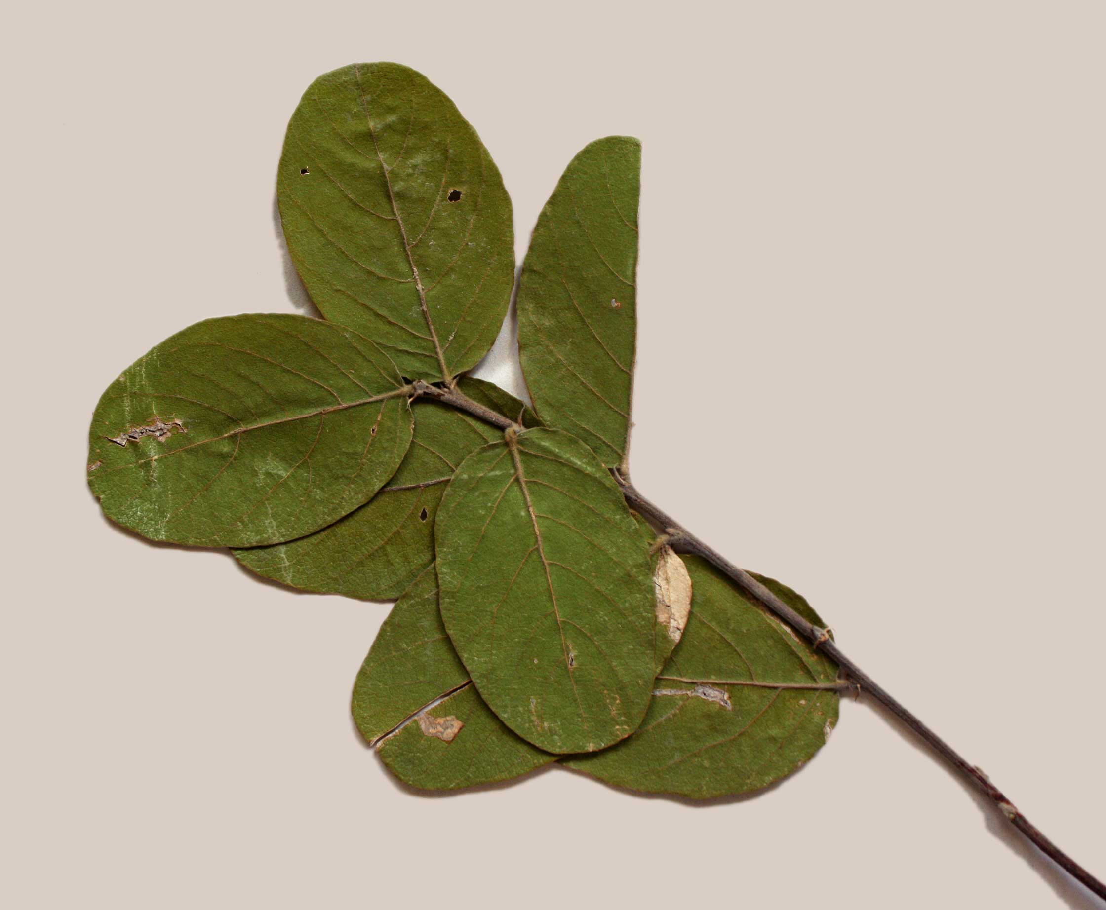 Philenoptera nelsii Philenoptera nelsii