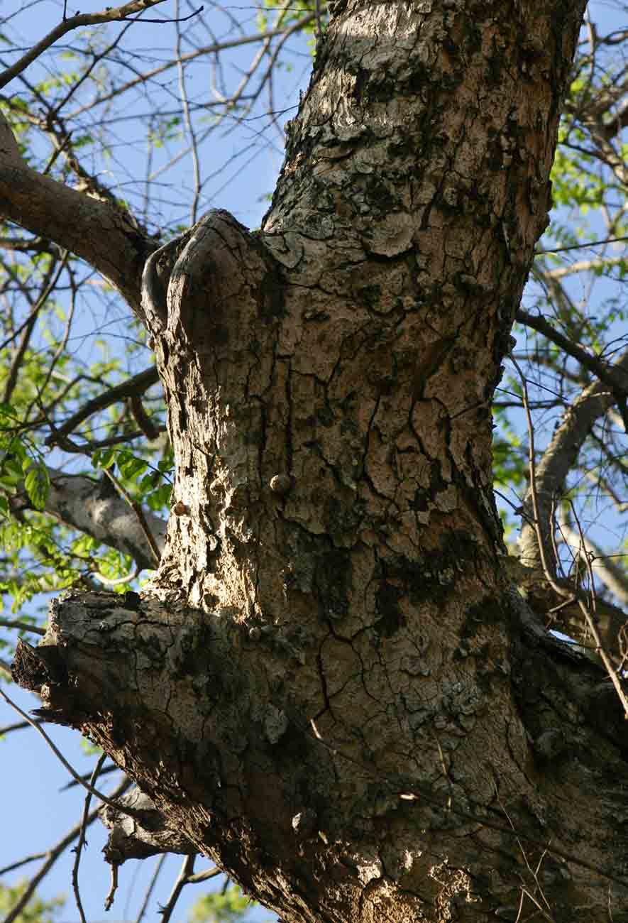 Xeroderris stuhlmannii