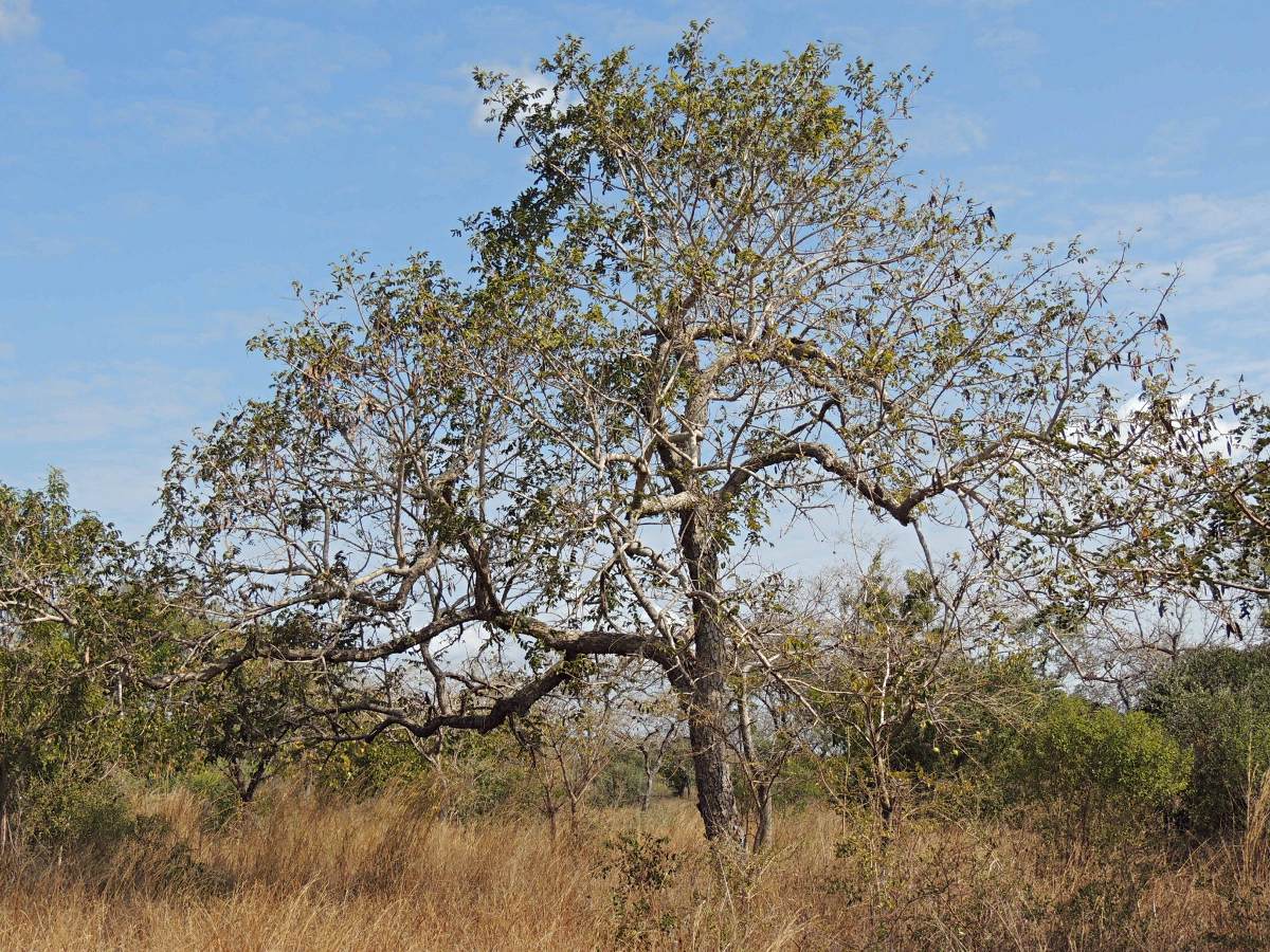 Xeroderris stuhlmannii