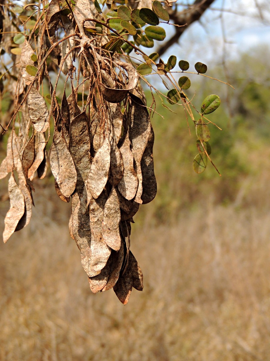 Xeroderris stuhlmannii