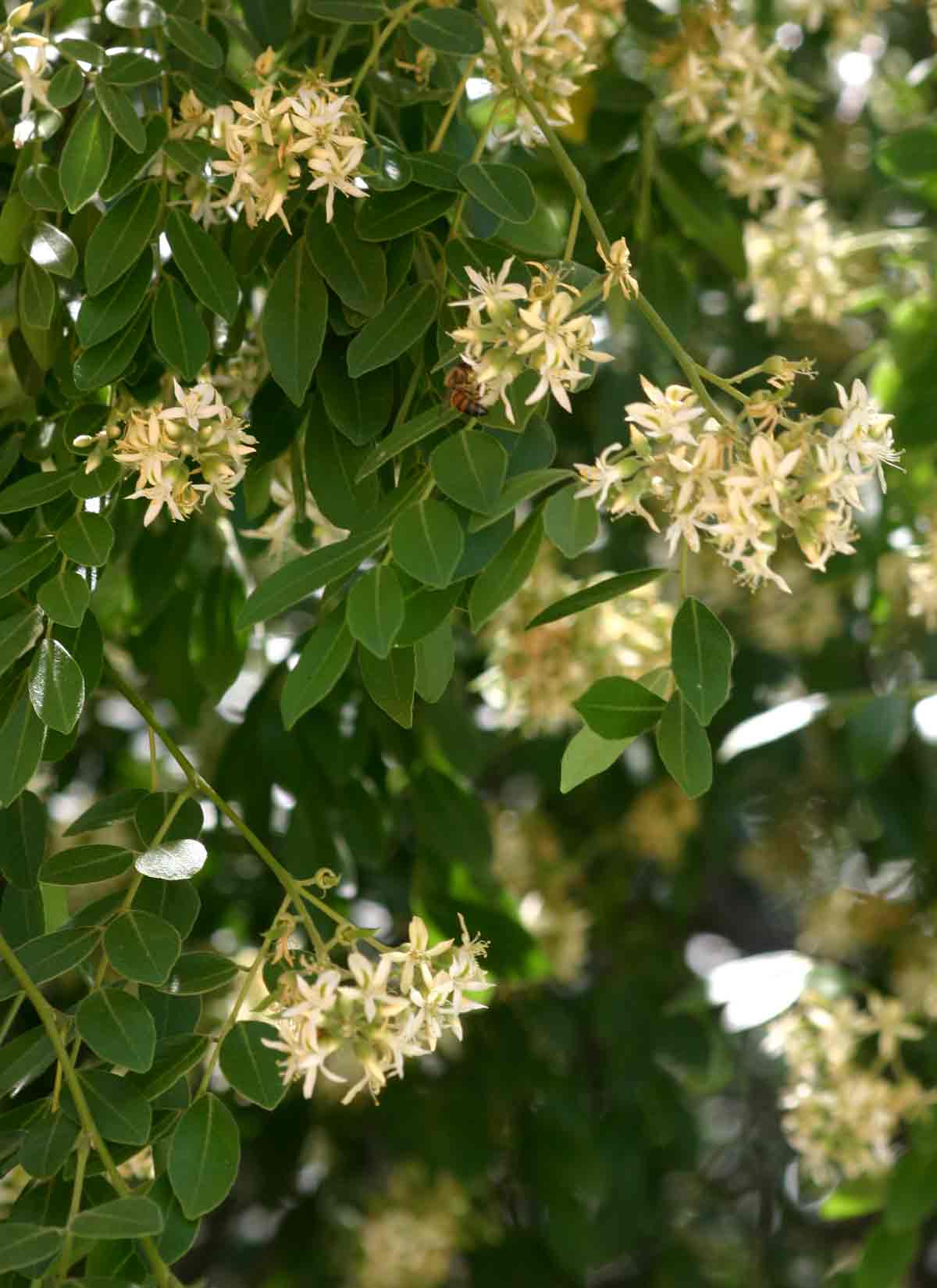 Xanthocercis zambesiaca