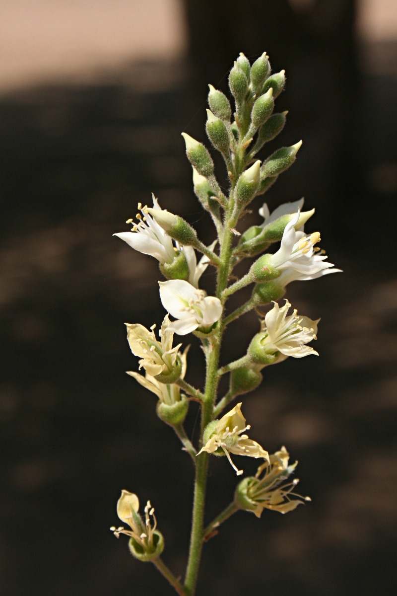 Xanthocercis zambesiaca
