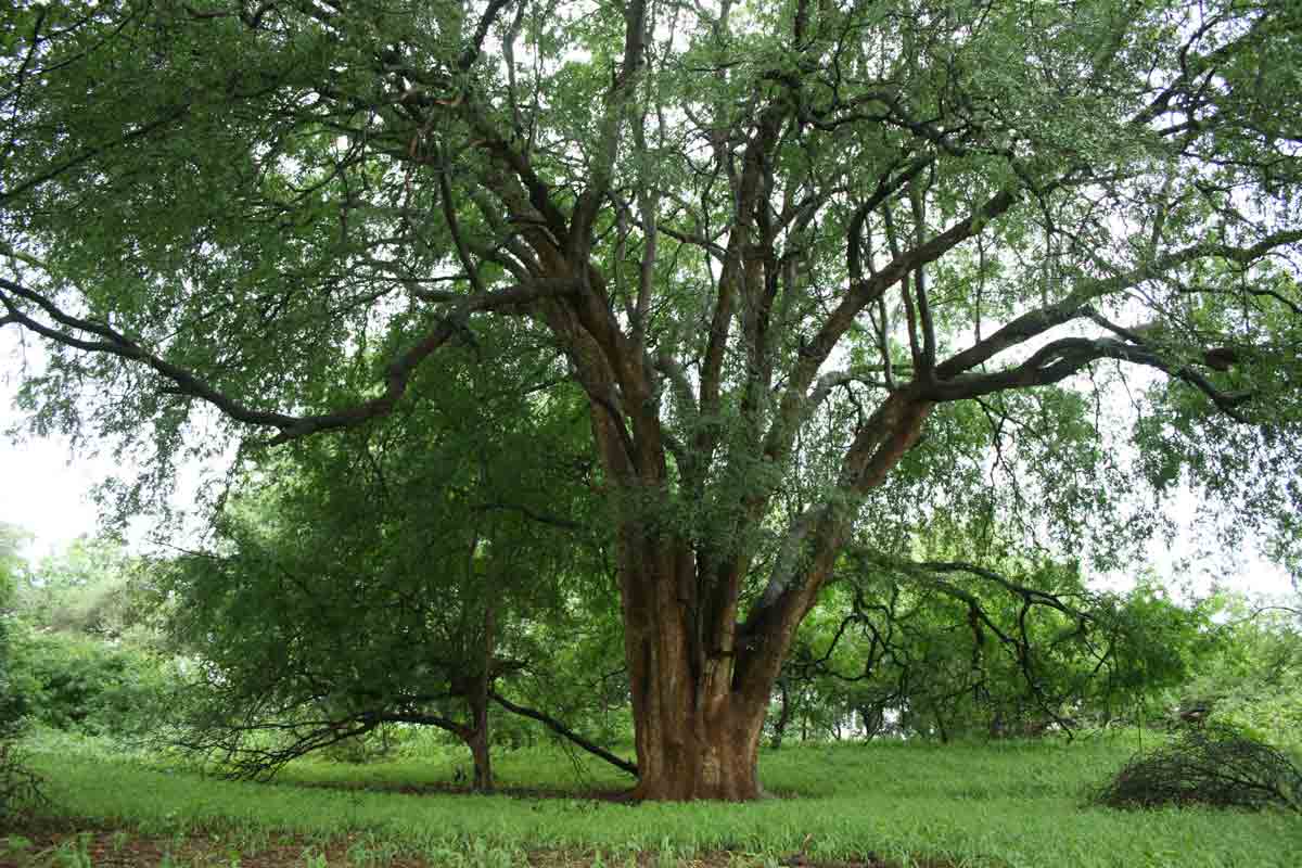 Xanthocercis zambesiaca