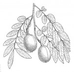 Xanthocercis zambesiaca