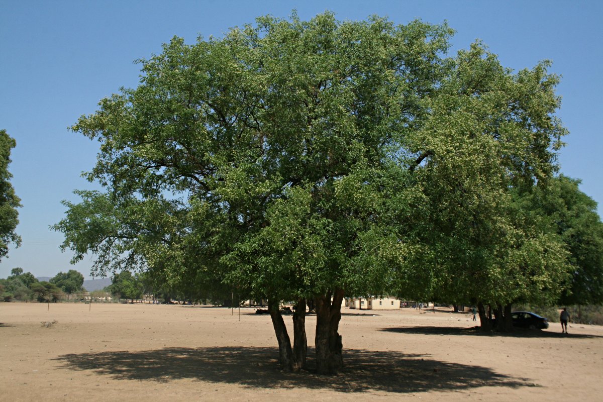 Xanthocercis zambesiaca Xanthocercis zambesiaca