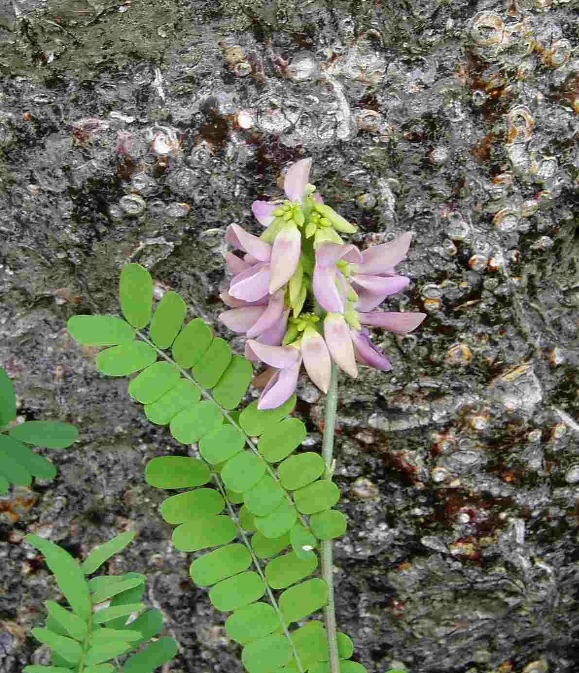 Abrus precatorius subsp. africanus