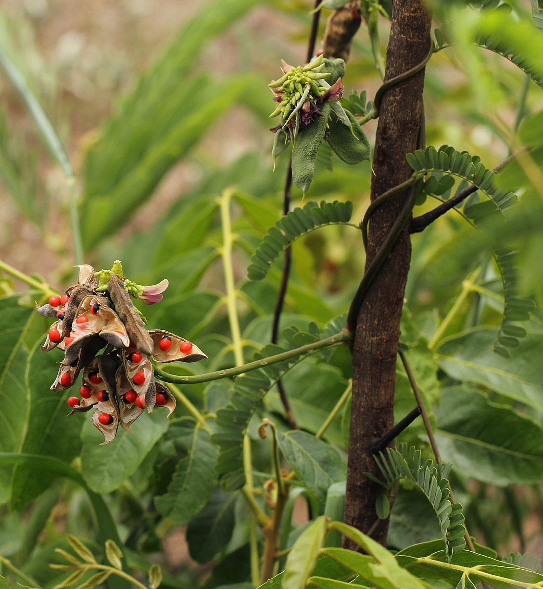 Abrus precatorius subsp. africanus