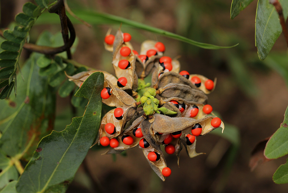 Abrus precatorius subsp. africanus