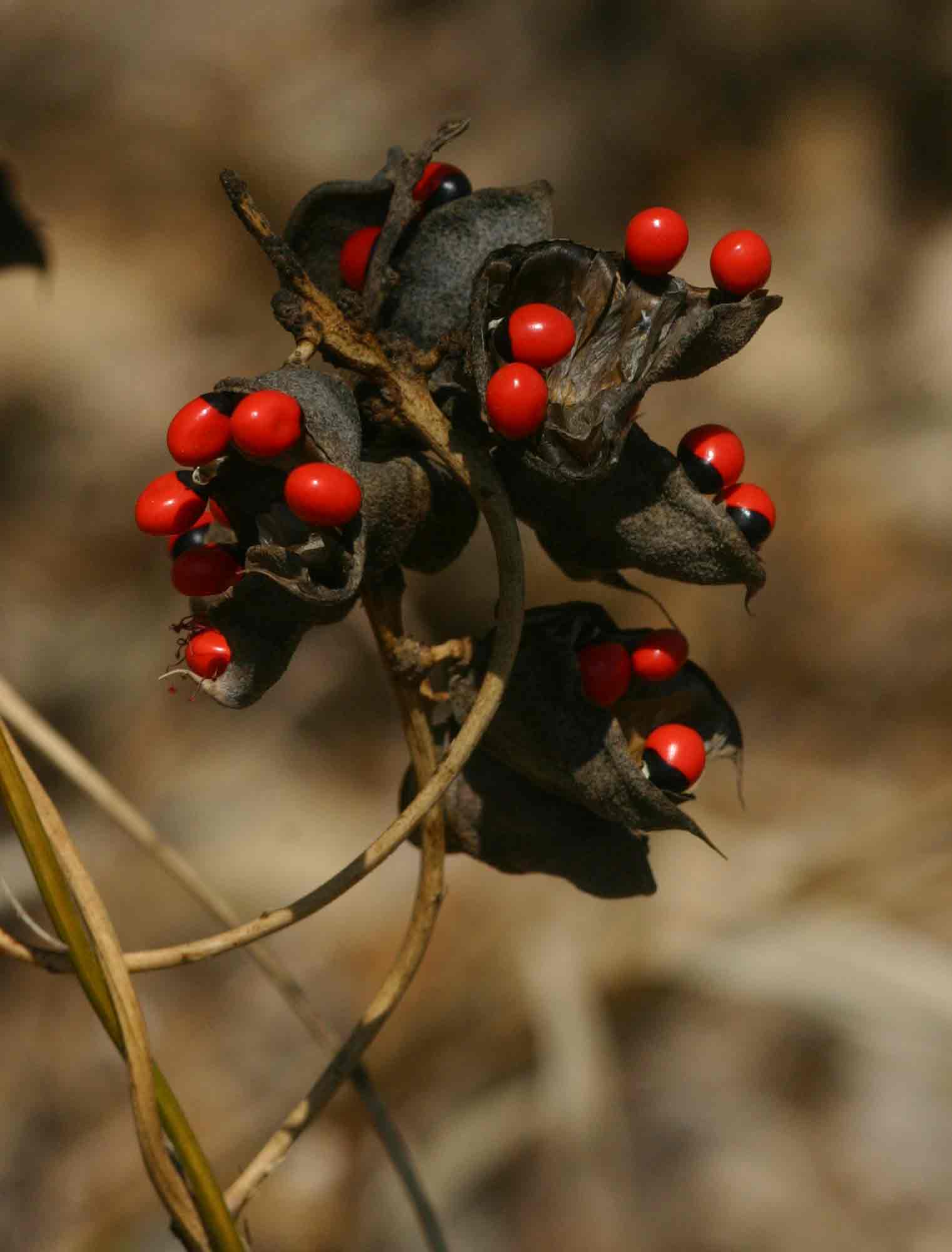 Abrus precatorius subsp. africanus