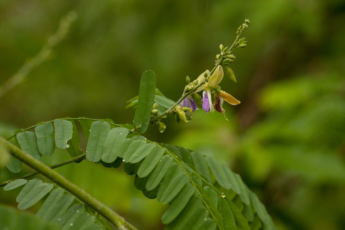Abrus fruticulosus Abrus fruticulosus