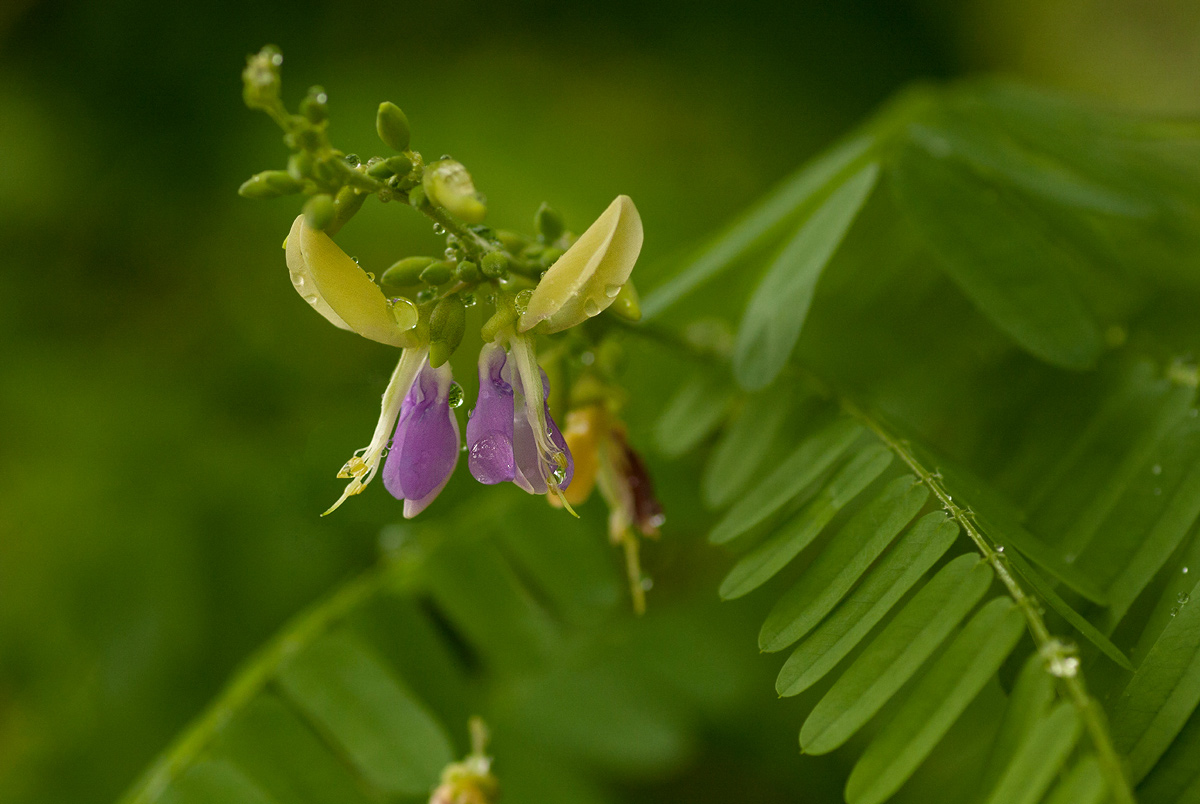 Abrus fruticulosus Abrus fruticulosus