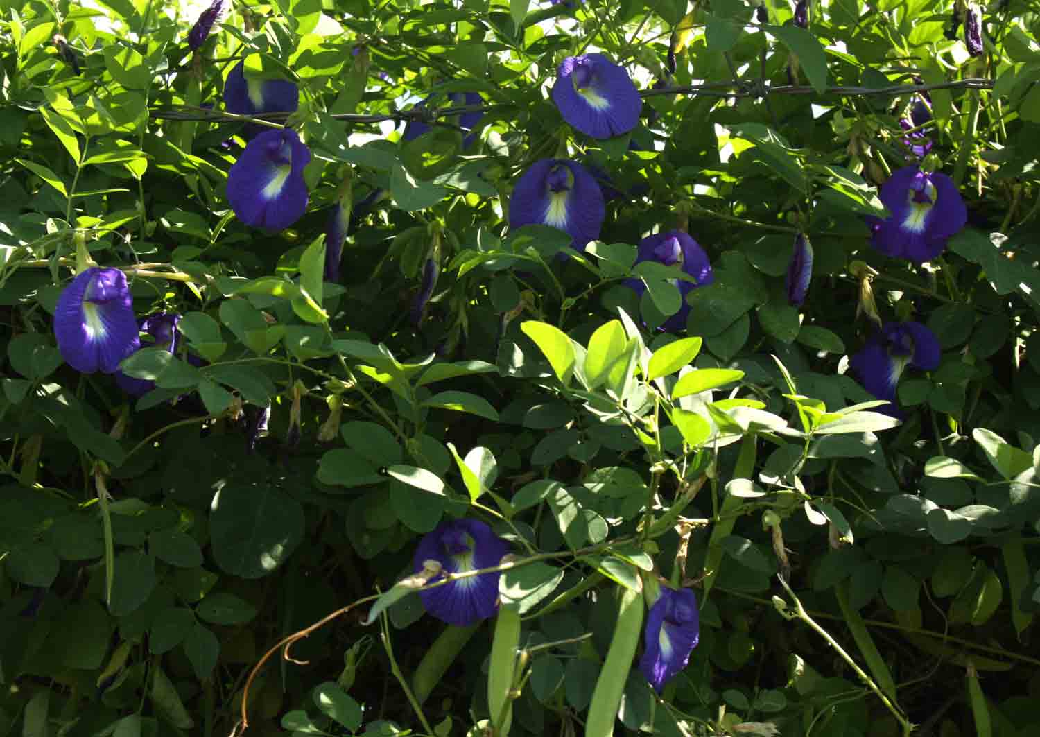 Clitoria ternatea