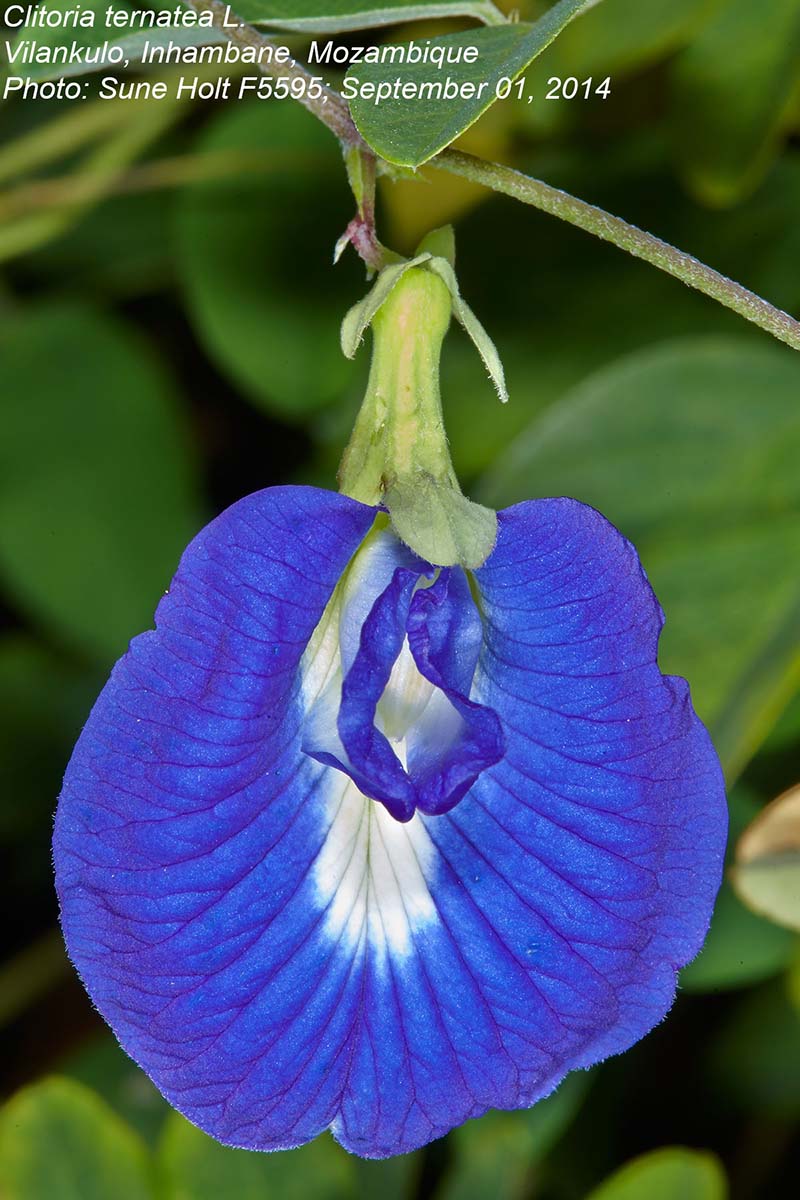 Clitoria ternatea Clitoria ternatea
