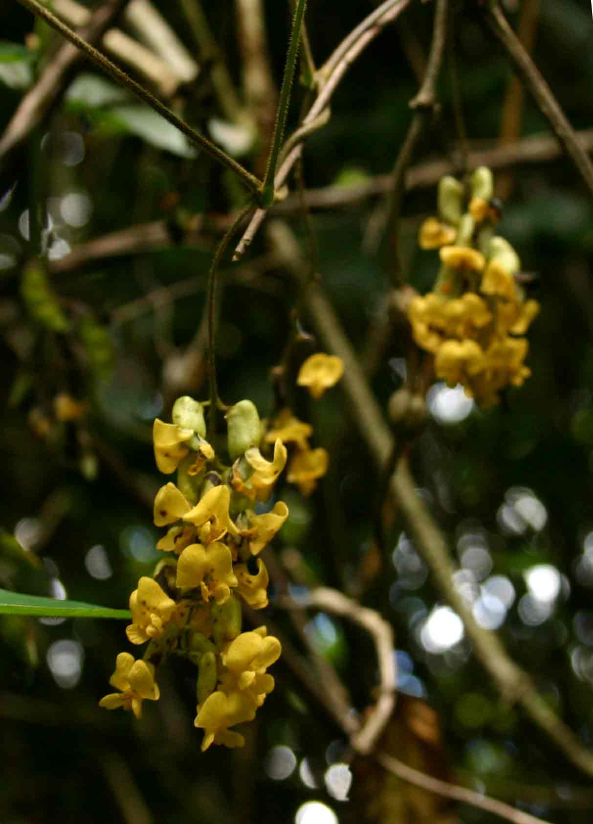 Dumasia villosa var. villosa