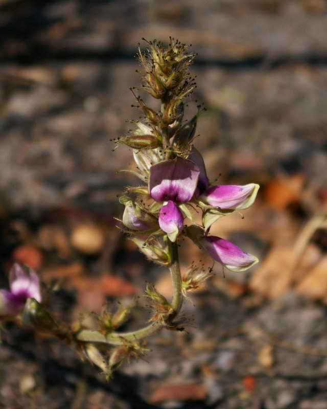 Eminia antennulifera