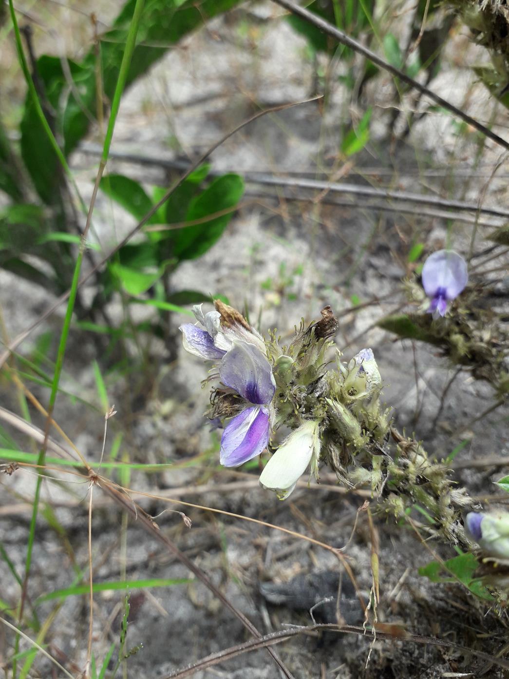Eminia holubii Eminia holubii