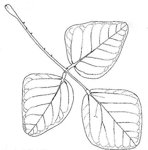 Erythrina abyssinica