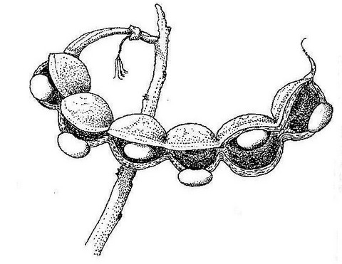 Erythrina abyssinica