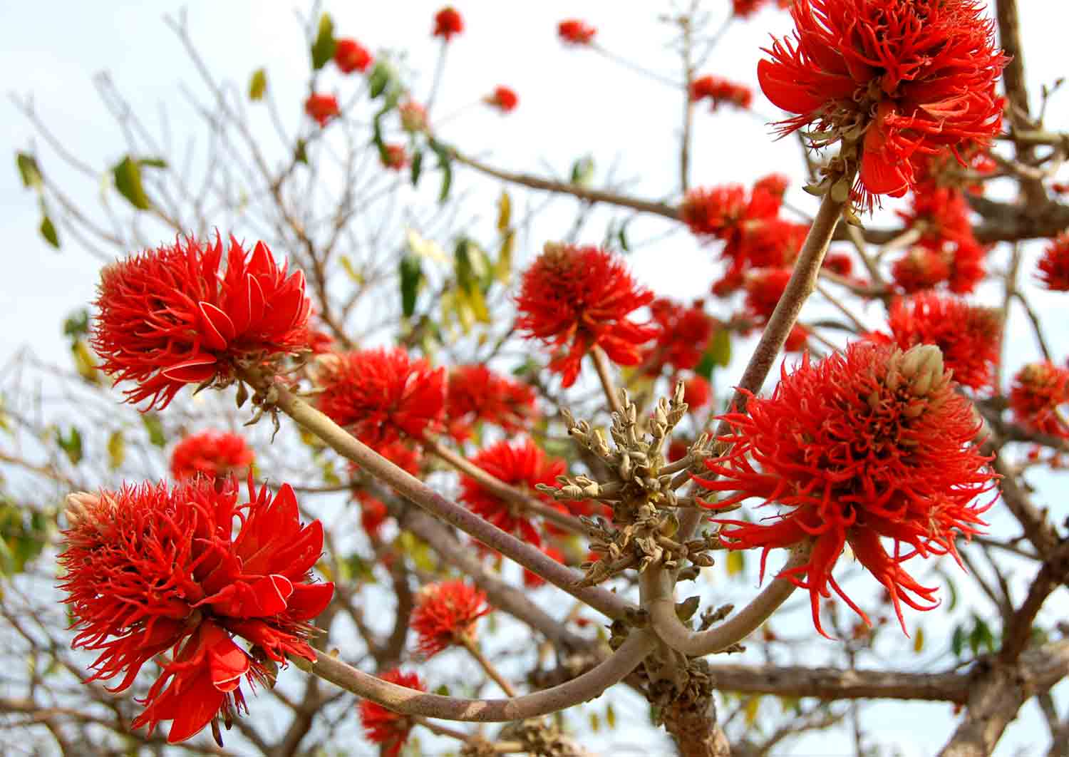 Erythrina abyssinica