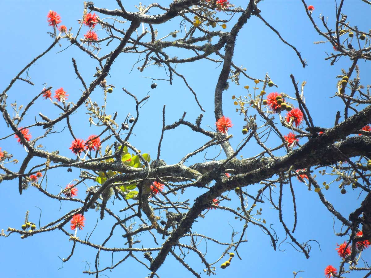 Erythrina abyssinica