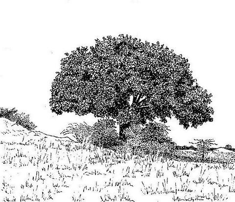 Erythrina abyssinica