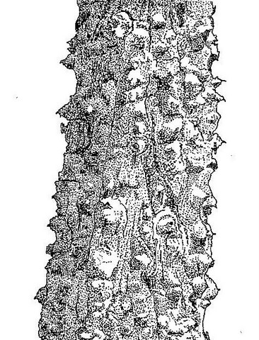 Erythrina abyssinica