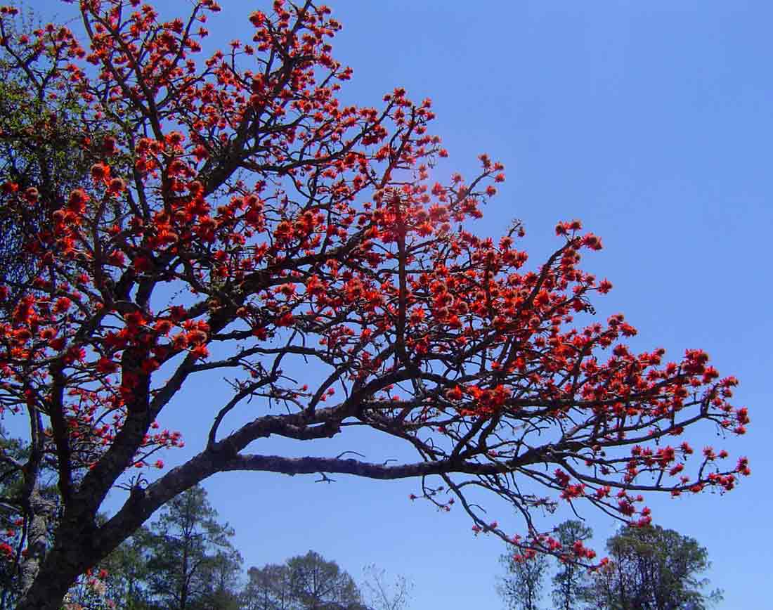 Erythrina latissima