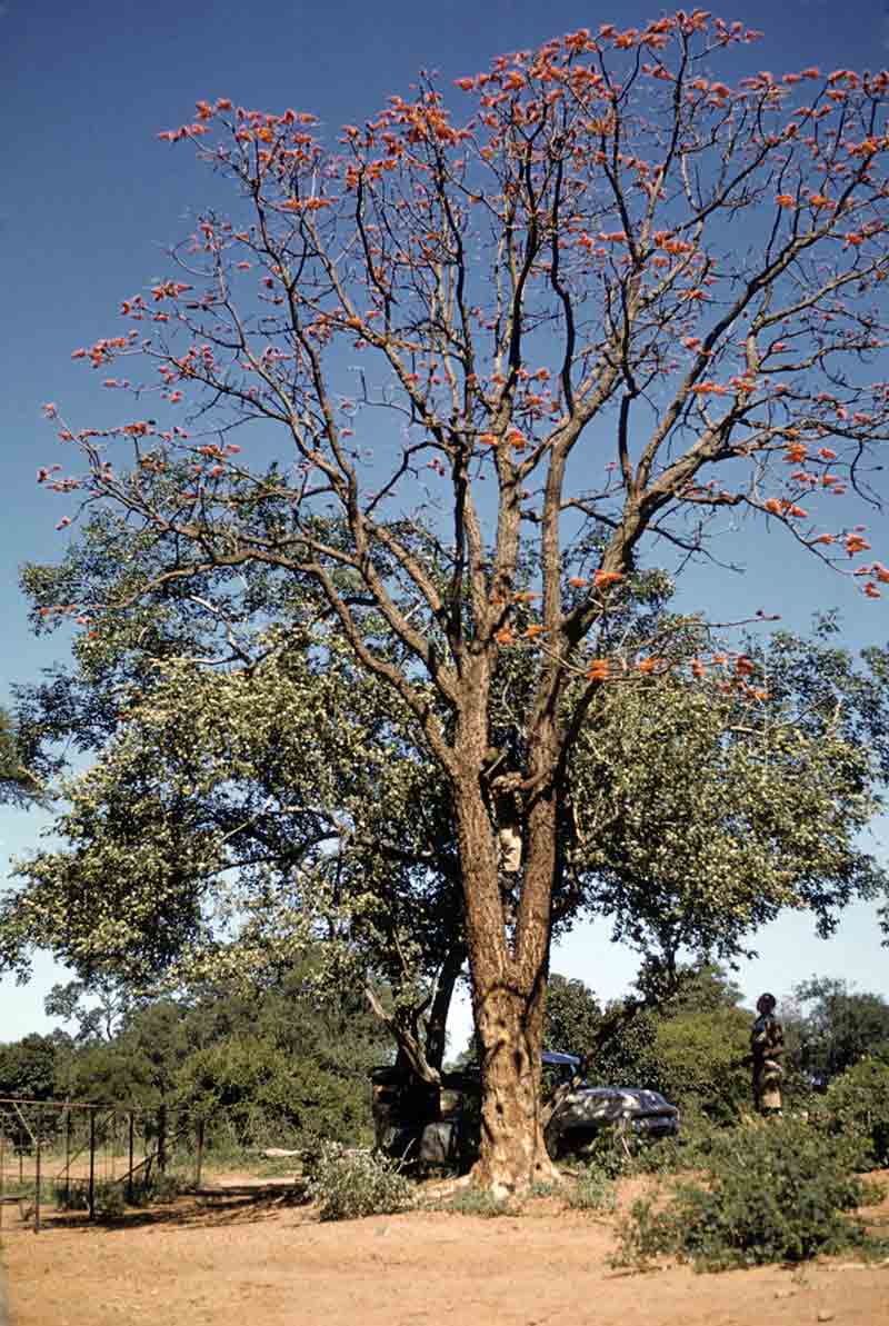 Erythrina livingstoniana Erythrina livingstoniana