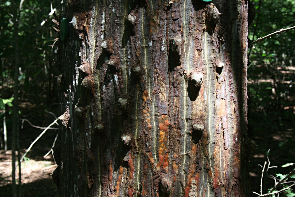 Erythrina livingstoniana
