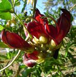 Mucuna coriacea subsp. irritans