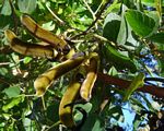 Mucuna coriacea subsp. irritans