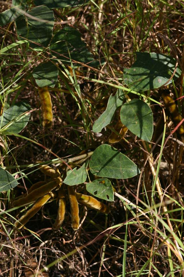 Mucuna coriacea subsp. irritans