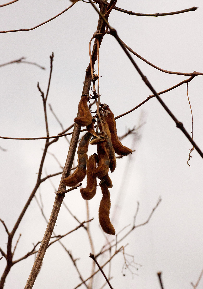 Mucuna coriacea subsp. irritans