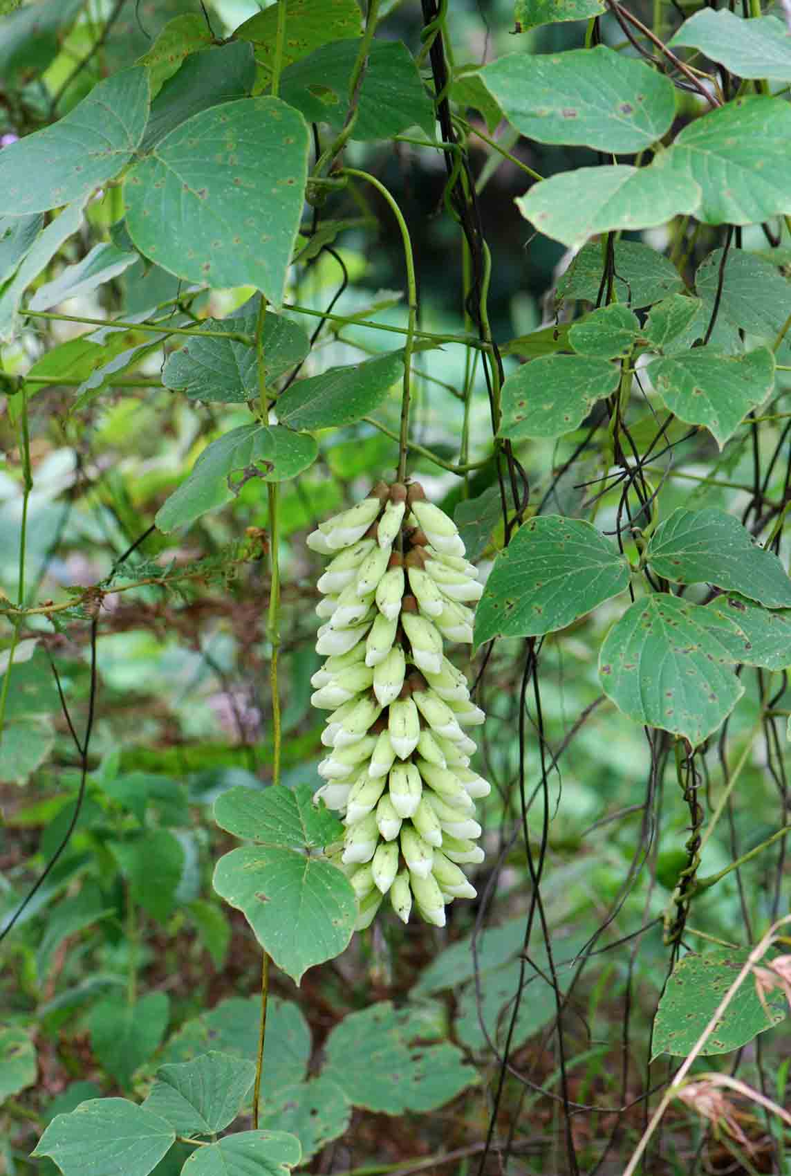 Mucuna pesa
