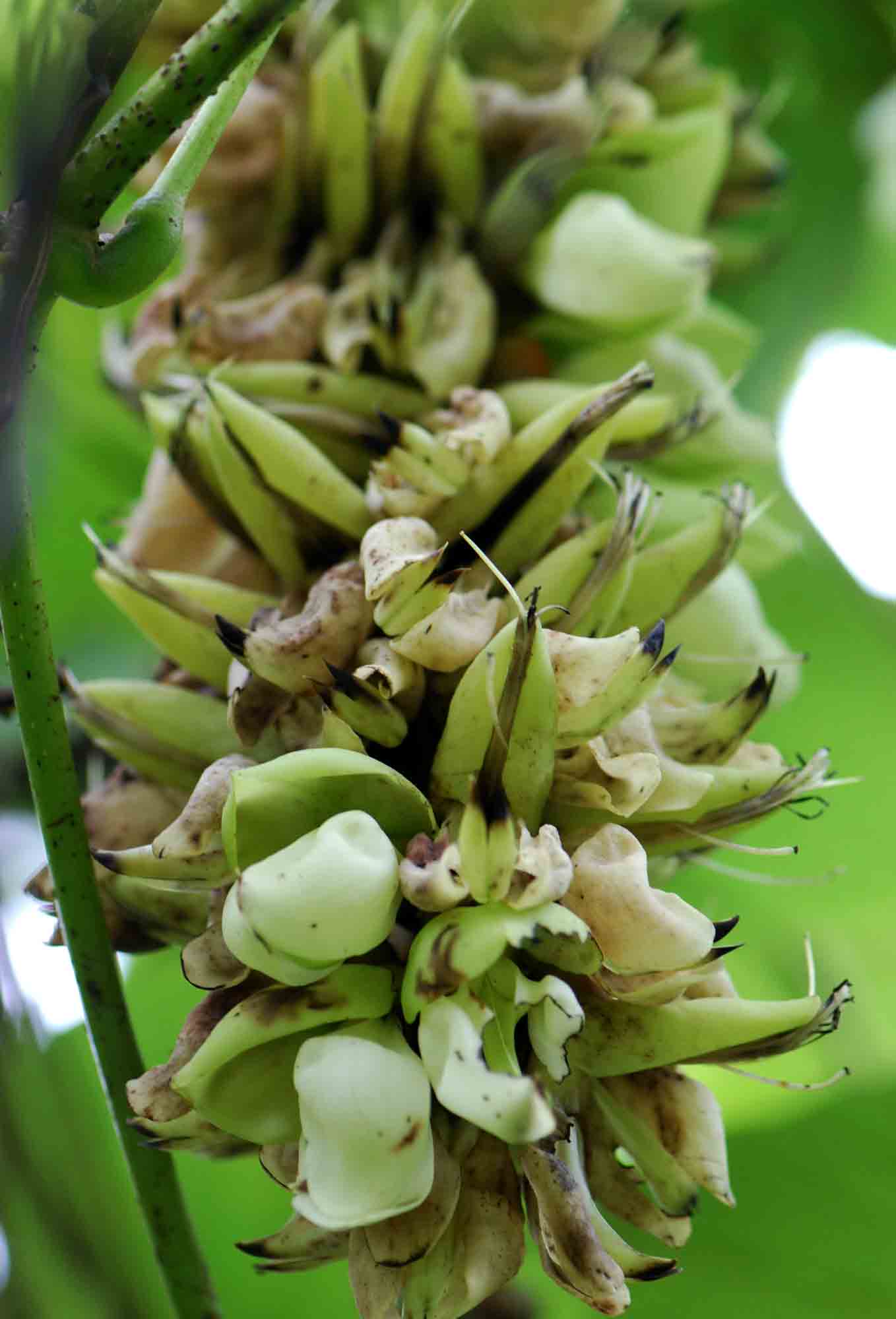Mucuna pesa