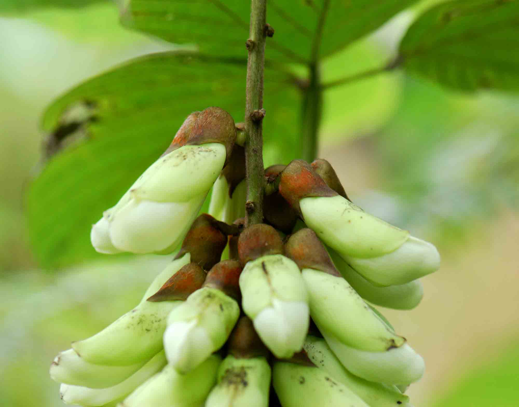 Mucuna pesa Mucuna pesa