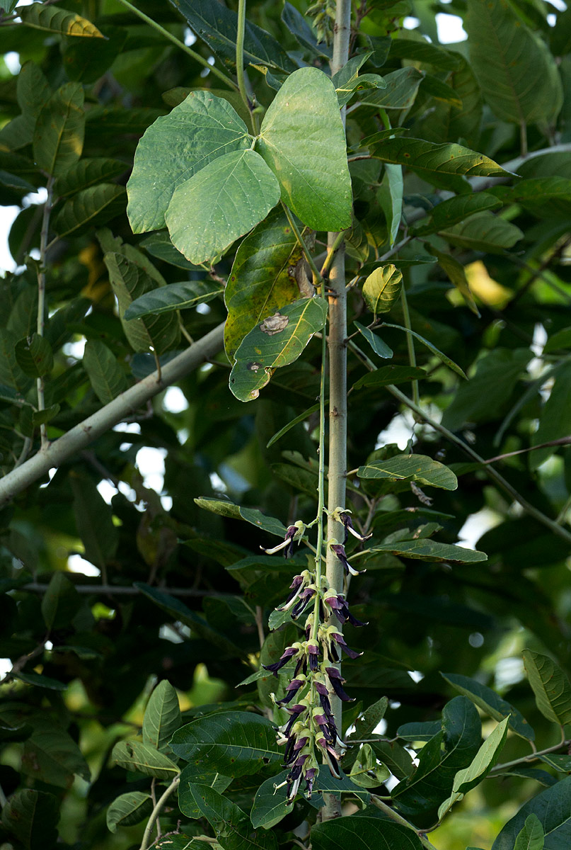 Mucuna pruriens var. pruriens Mucuna pruriens var. pruriens