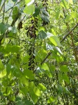 Mucuna pruriens var. pruriens