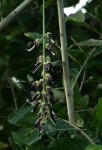 Mucuna pruriens var. pruriens