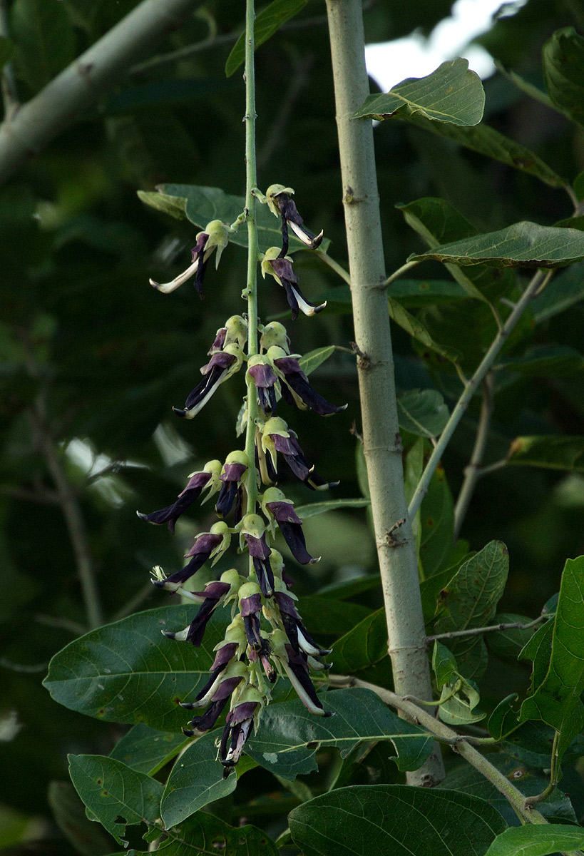Mucuna pruriens var. pruriens Mucuna pruriens var. pruriens