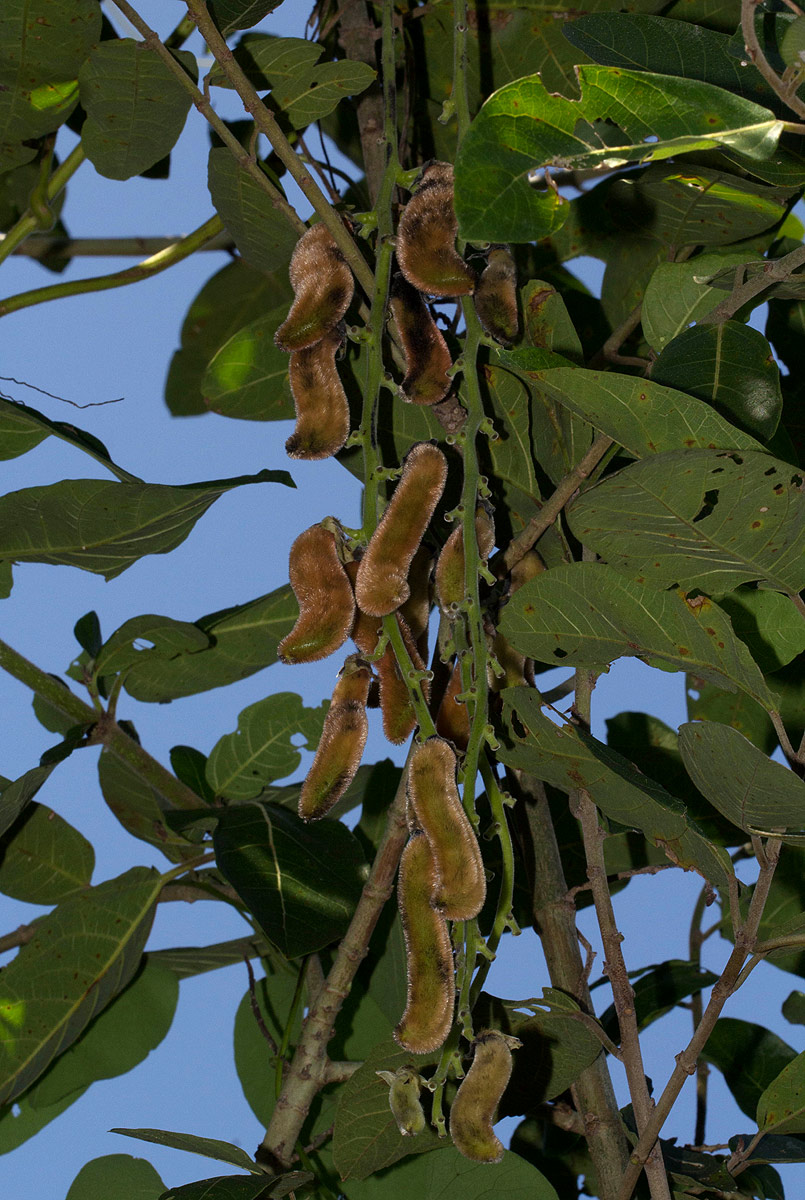 Mucuna pruriens var. pruriens Mucuna pruriens var. pruriens