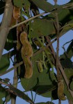 Mucuna pruriens var. pruriens
